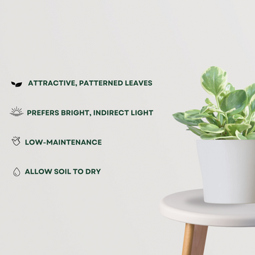 Peperomia variegated indoor plant
